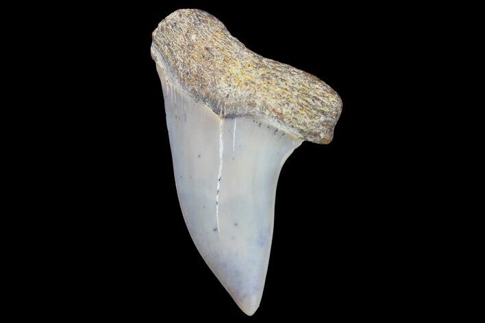 Fossil Shark Tooth (Carcharodon planus) - Bakersfield, CA #178298
